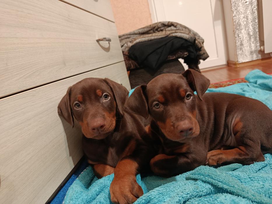 Продаються цуценята породи доберман фото 1