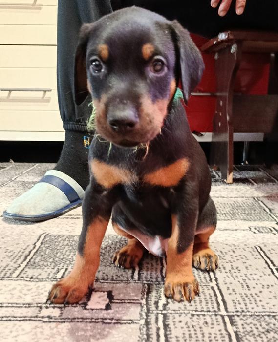 Продаються цуценята породи доберман фото 2