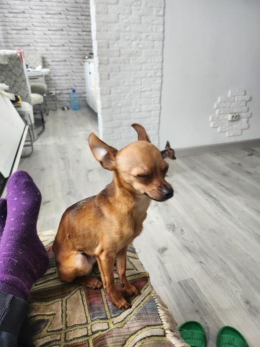 Цуценя міні тойтер'єр фото 1