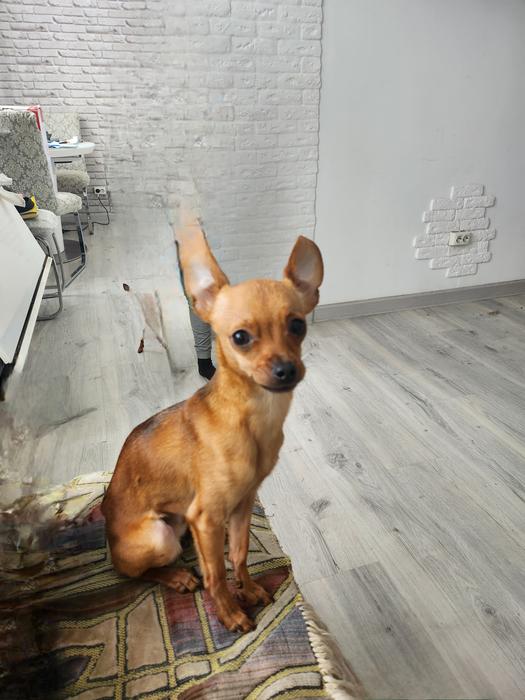 Цуценя міні тойтер'єр фото 2