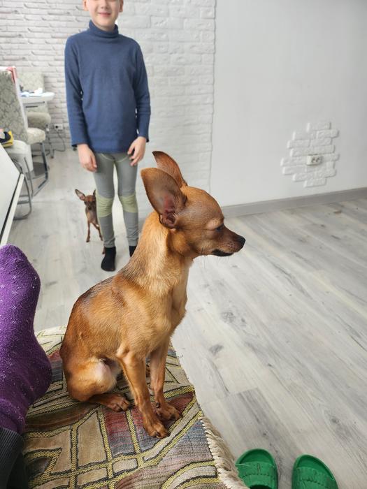 Цуценя міні тойтер'єр фото 3