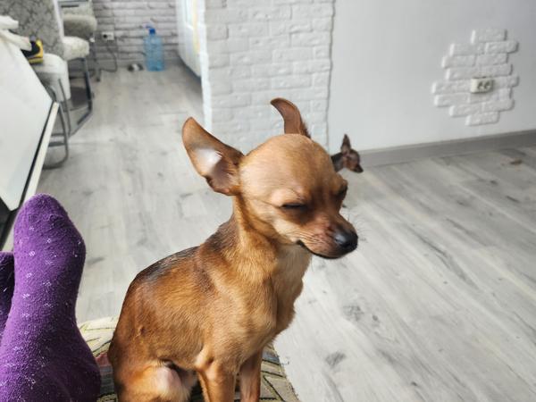 Цуценя міні тойтер'єр фото