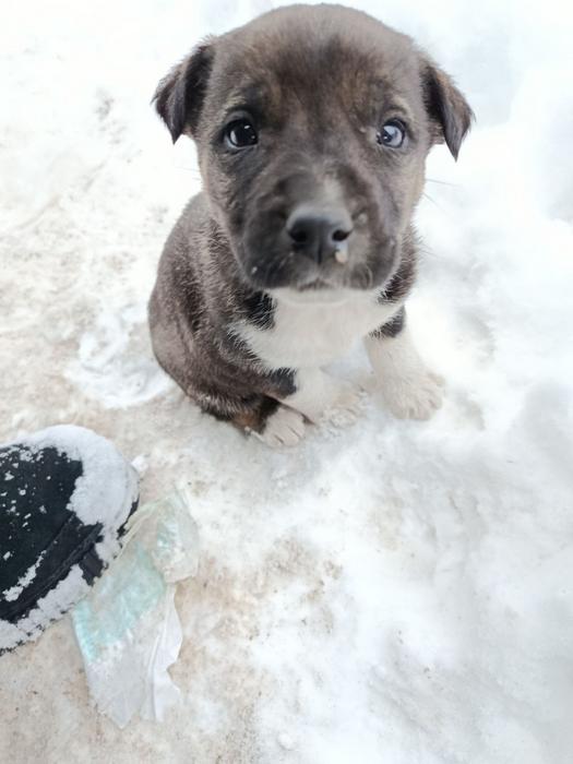 Цуценята фото 1