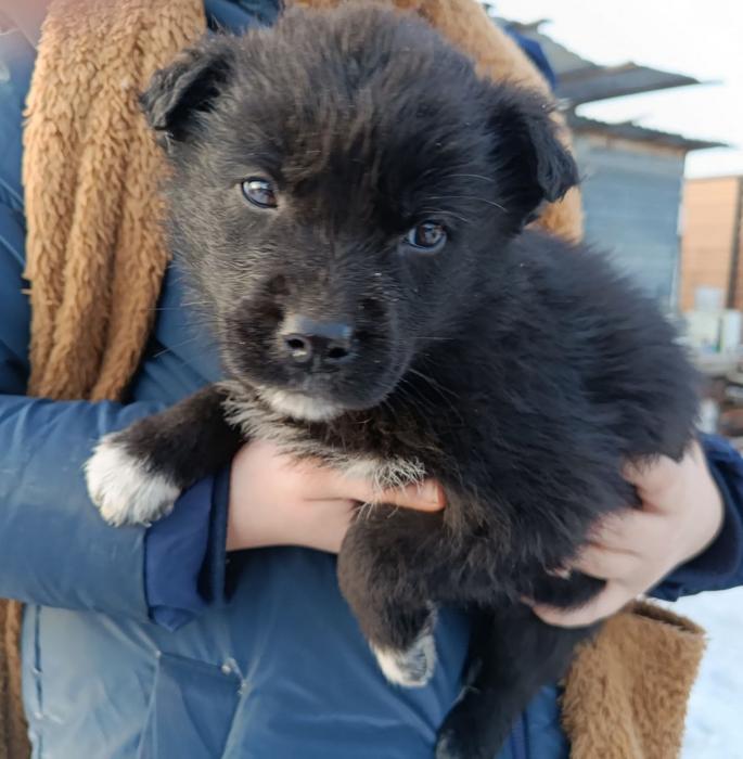 Цуценята фото 2