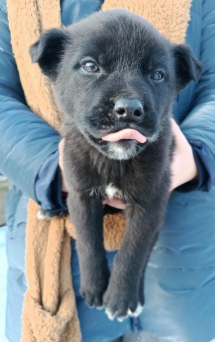 Цуценята фото 3