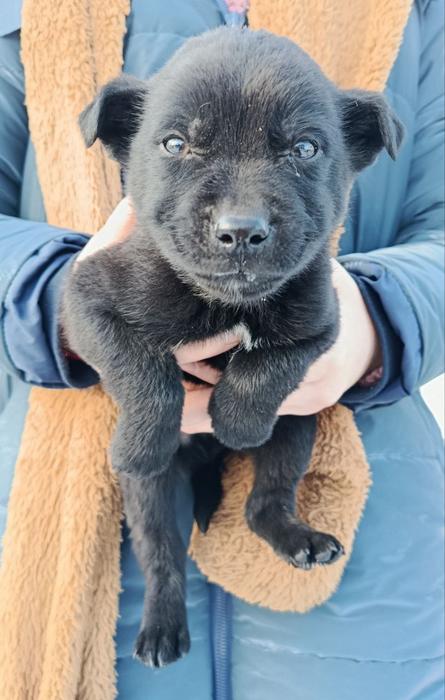 Цуценята фото 4