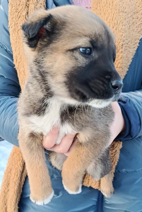 Цуценята фото 6