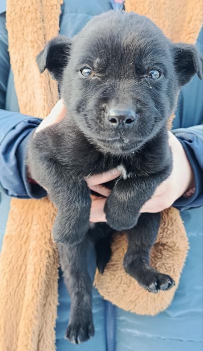 Цуценята фото 7