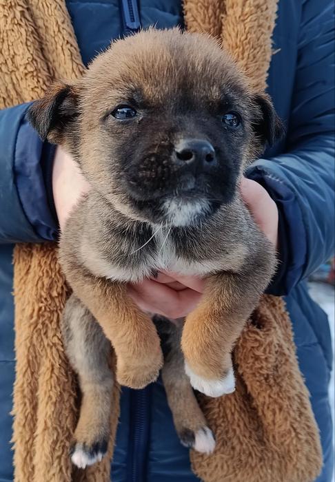 Цуценята фото 8