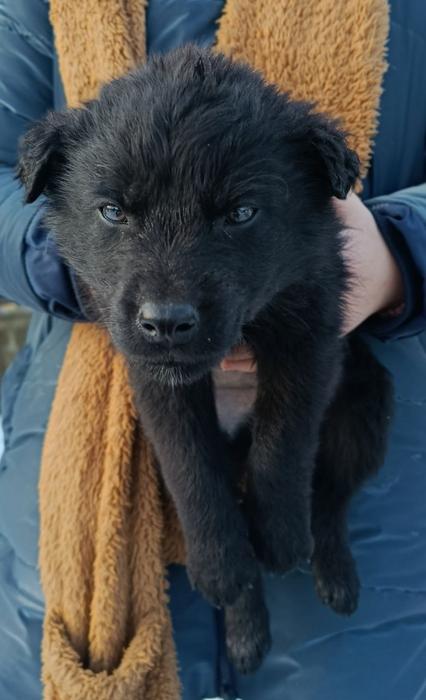 Цуценята фото 9