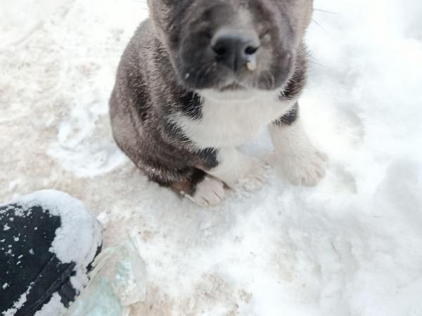 Цуценята фото