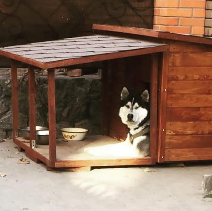 Терміново віддам безкоштовно буду для собаки фото 2