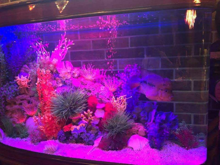 Обслуговування акваріумів photo 2