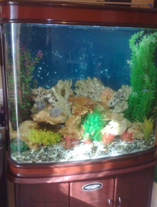 Обслуговування акваріумів photo 3