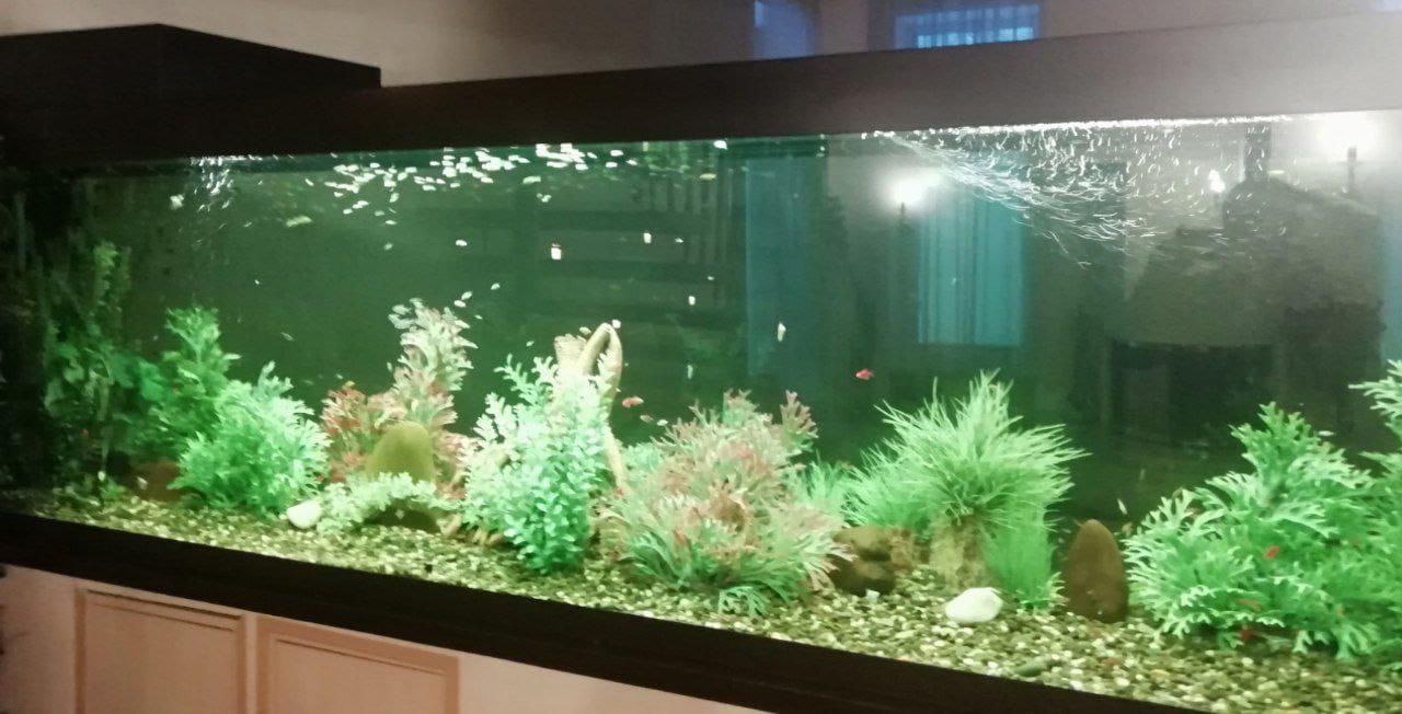 Обслуговування акваріумів photo 4