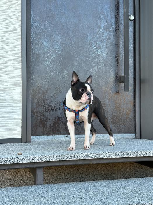 Вʼязка Бостон терʼєр photo 1