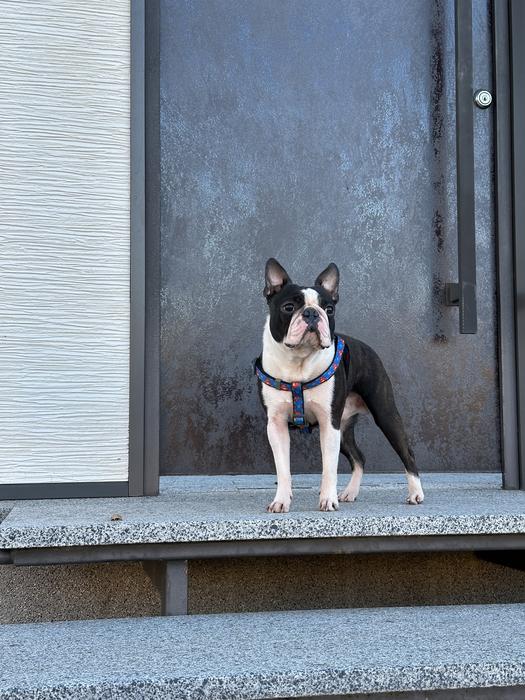 Вʼязка Бостон терʼєр photo 2