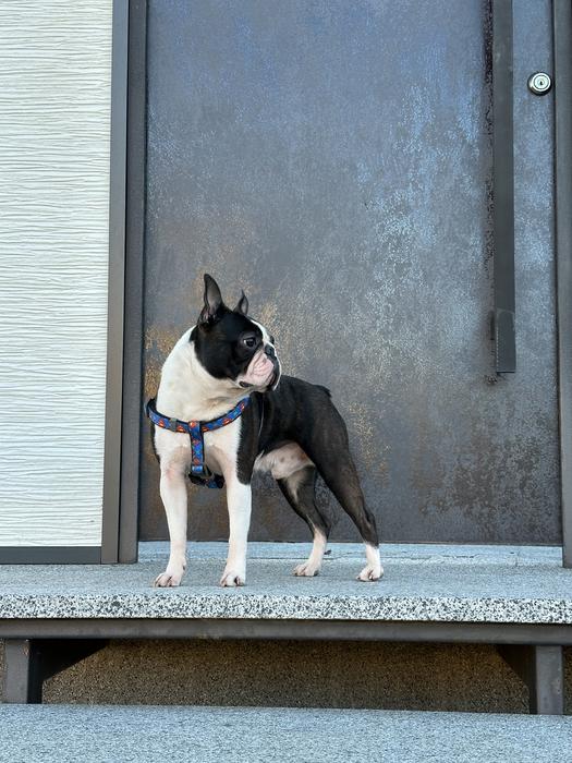 Вʼязка Бостон терʼєр photo 3