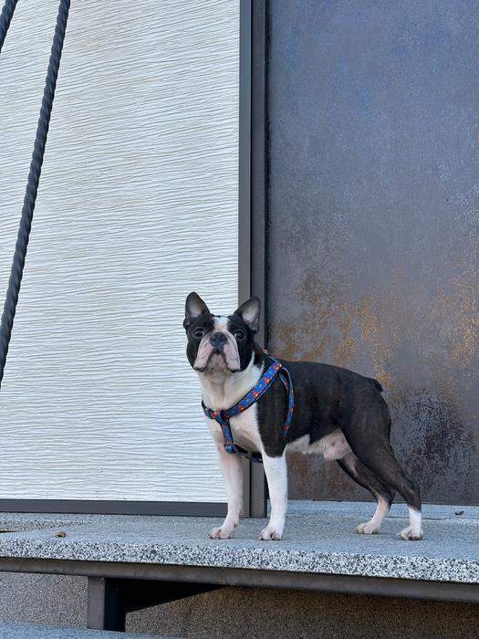 Вʼязка Бостон терʼєр photo 4