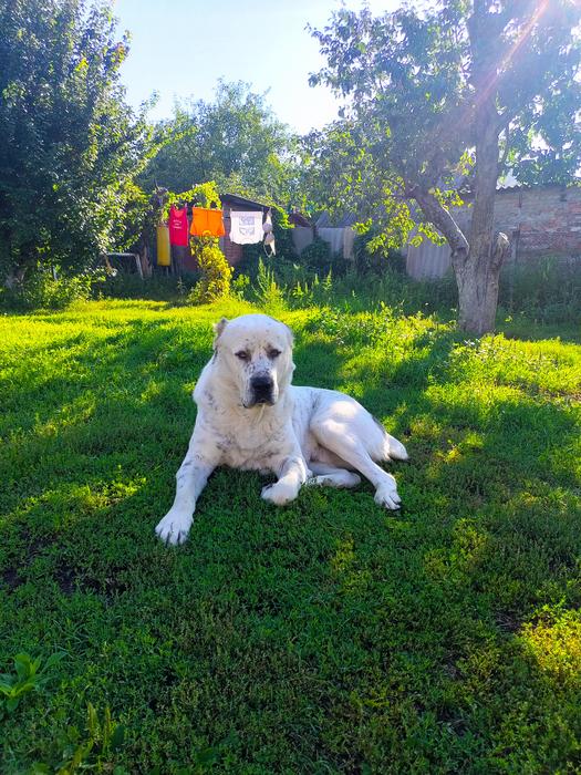 Предлагаю для вязки отличного кабеля алабай фото 1