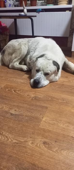 Предлагаю для вязки отличного кабеля алабай фото 2