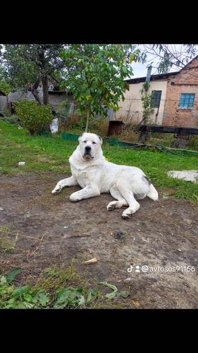 Предлагаю для вязки отличного кабеля алабай фото 3