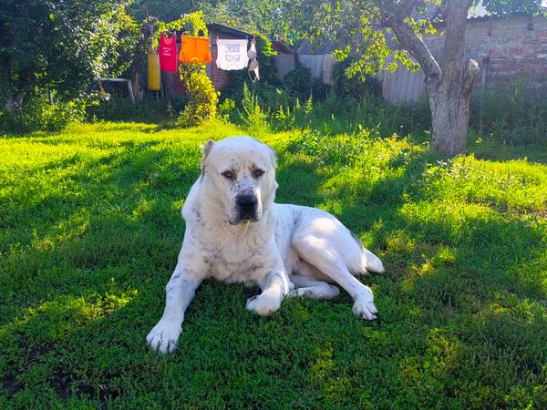 Предлагаю для вязки отличного кабеля алабай фото