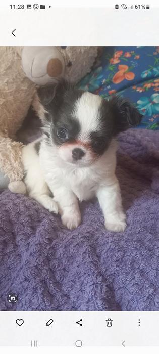 Продам! Щеночков! Чихуахуа photo 1