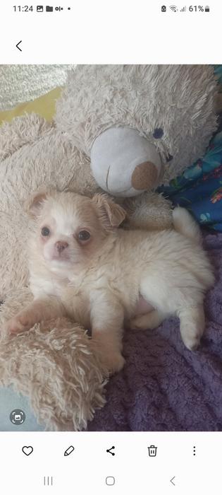 Продам! Щеночков! Чихуахуа photo 2