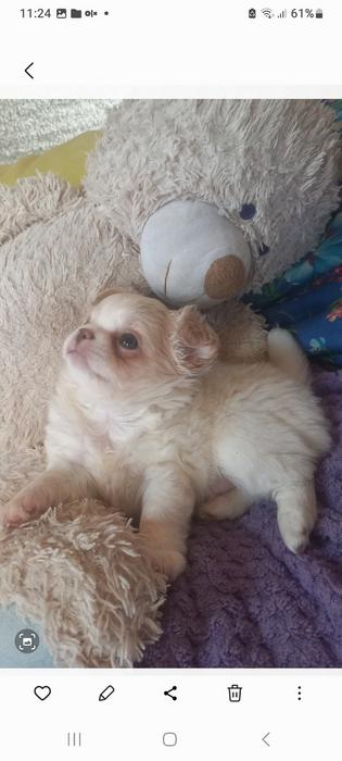 Продам! Щеночков! Чихуахуа photo 3