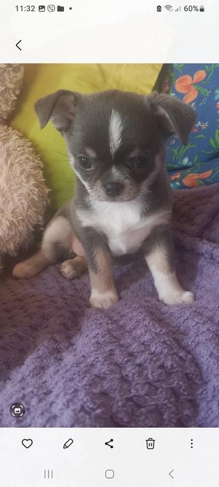 Продам! Щеночков! Чихуахуа photo 4