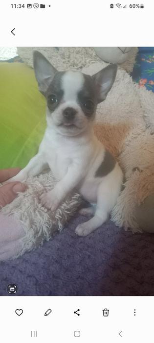 Продам! Щеночков! Чихуахуа photo 5