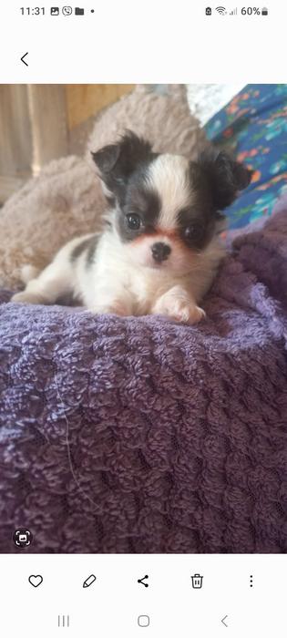 Продам! Щеночков! Чихуахуа photo 7