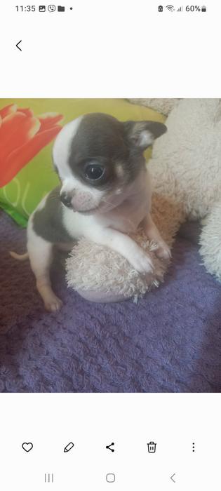 Продам! Щеночков! Чихуахуа photo 8