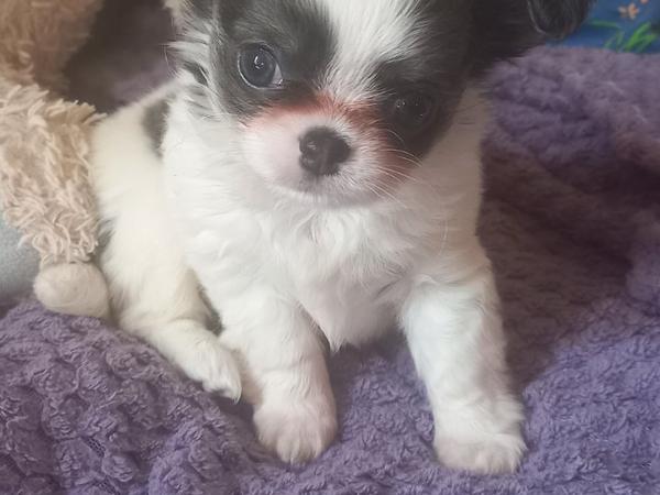 Продам! Щеночков! Чихуахуа photo