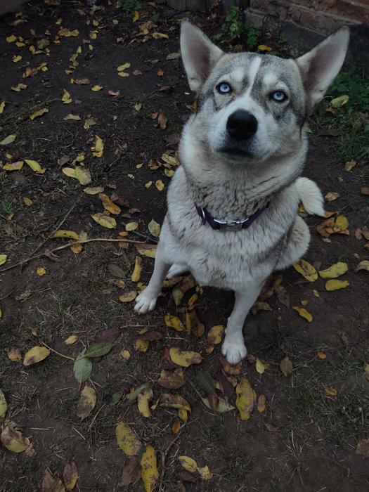 Собаки photo 1