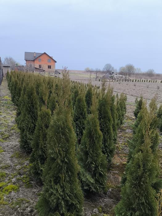 Туя Смарагд фото 1