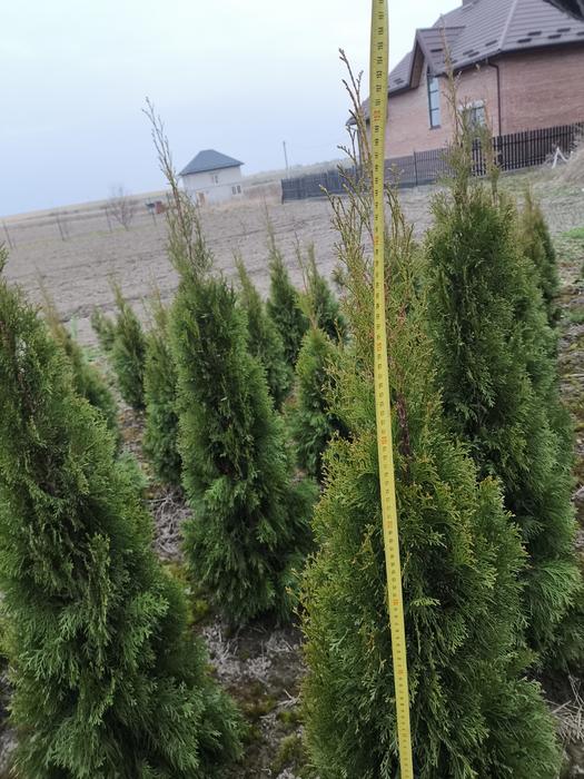 Туя Смарагд фото 2