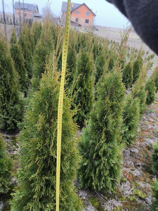 Туя Смарагд фото 3