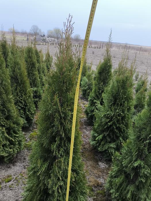 Туя Смарагд фото 4