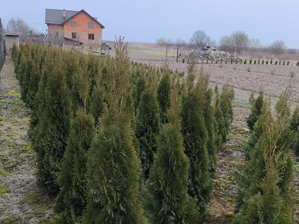 Туя Смарагд фото