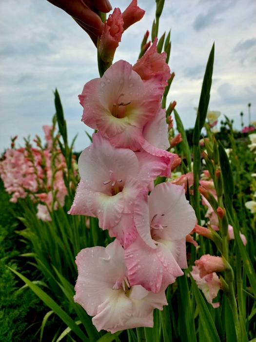 Продам цибулини гладіолусів фото 1