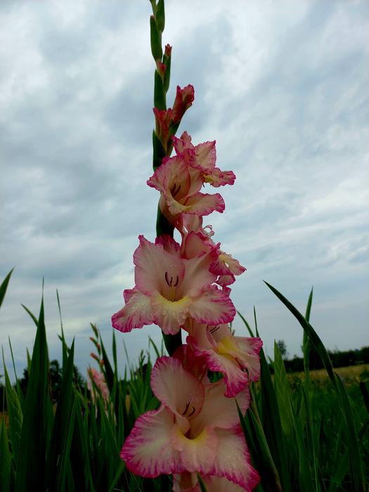 Продам цибулини гладіолусів фото 2