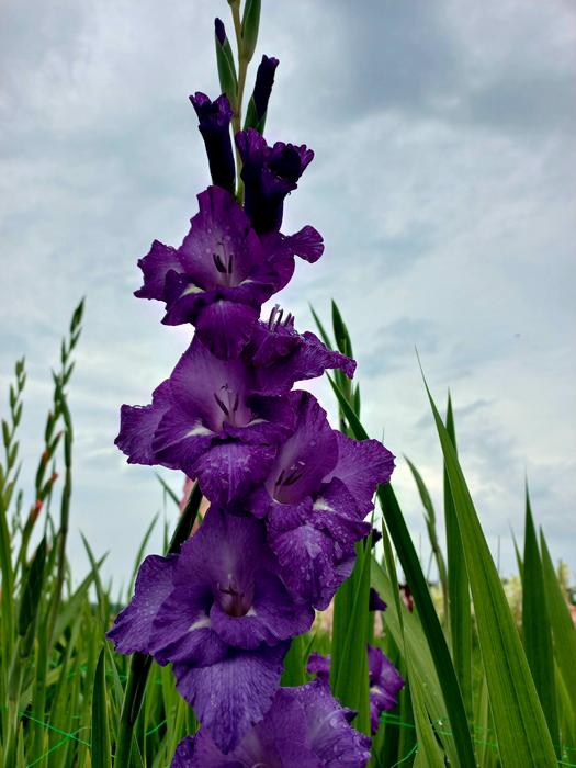 Продам цибулини гладіолусів фото 3