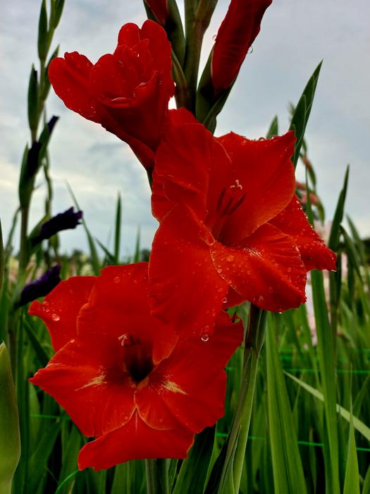 Продам цибулини гладіолусів фото 4