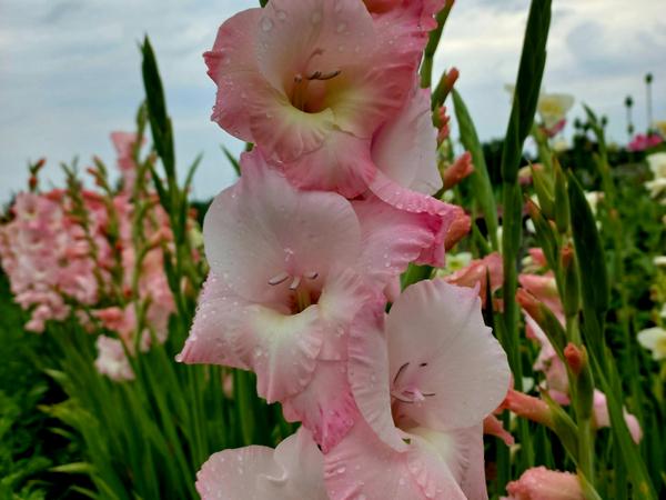 Продам цибулини гладіолусів фото