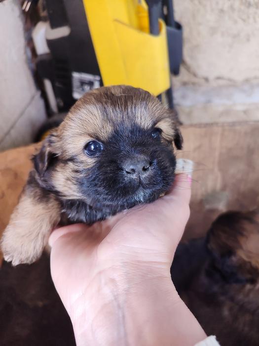 Цуценята пікінес не чистокровні фото 1