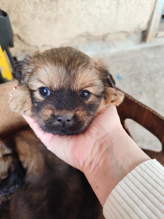 Цуценята пікінес не чистокровні фото 2