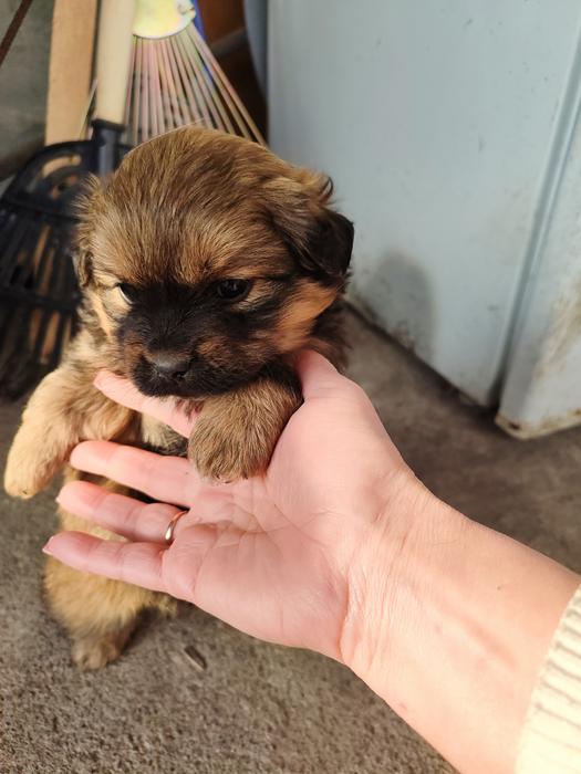 Цуценята пікінес не чистокровні фото 3