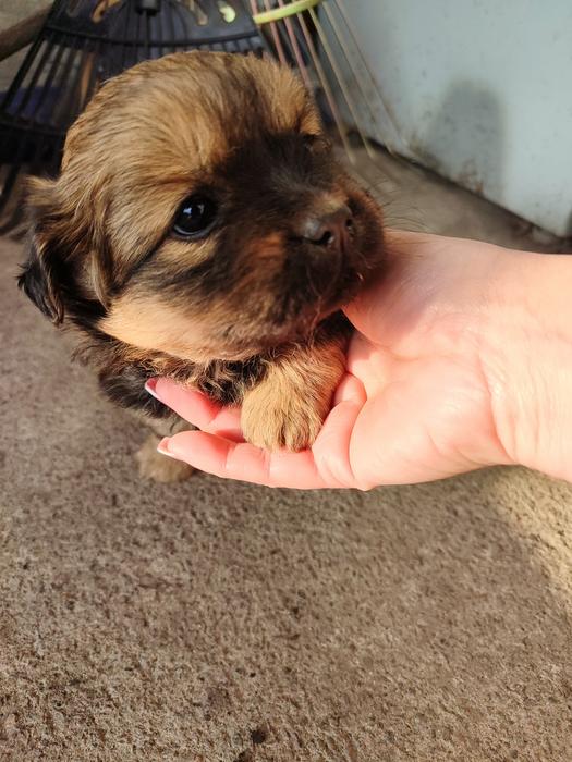 Цуценята пікінес не чистокровні фото 4